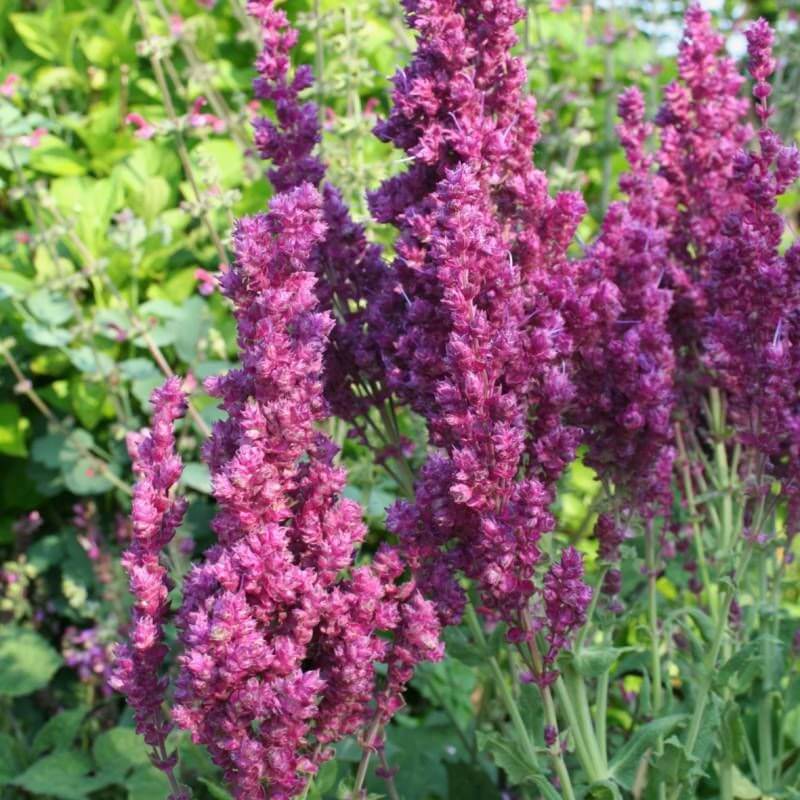 Шалфей дубравный «Schwellenburg»